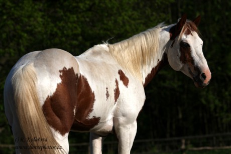 Paint_Horse1